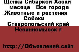Щенки Сибиркой Хаски 2 месяца - Все города Животные и растения » Собаки   . Ставропольский край,Невинномысск г.